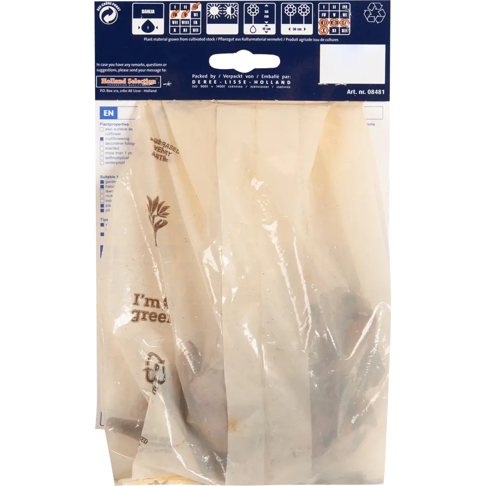 Фото 2 Георгина бордюрная Даркарин I, 1 шт Фото 2 Георгина бордюрная Даркарин I, 1 шт