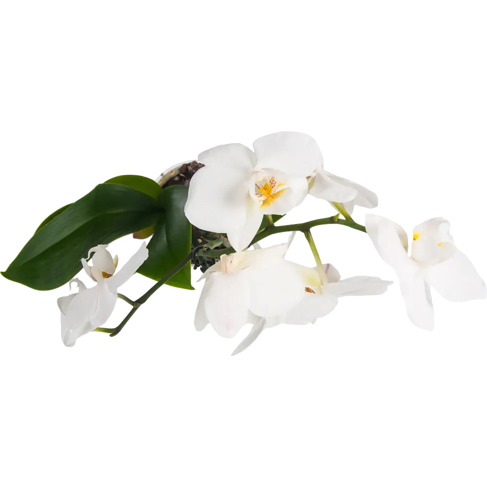 Фото 2 Орхидея Фаленопсис Колибри ø9 h35 см Фото 2 Орхидея Фаленопсис Колибри ø9 h35 см
