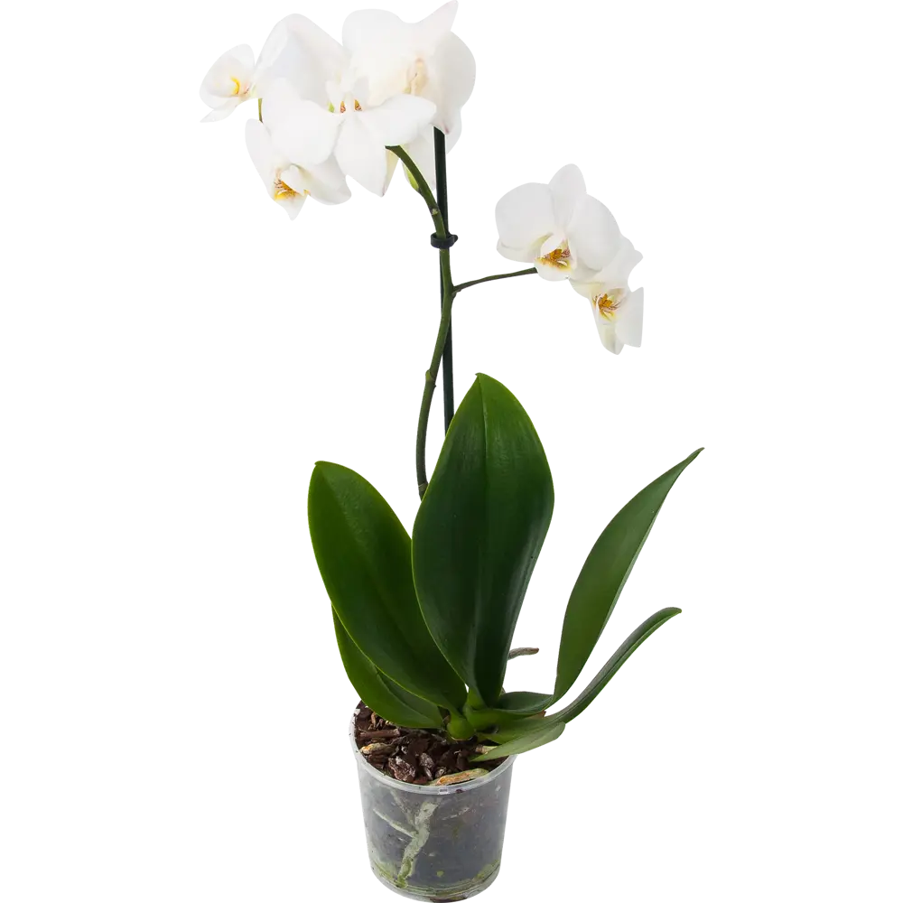 Фото Орхидея Фаленопсис Колибри ø9 h35 см Фото Орхидея Фаленопсис Колибри ø9 h35 см