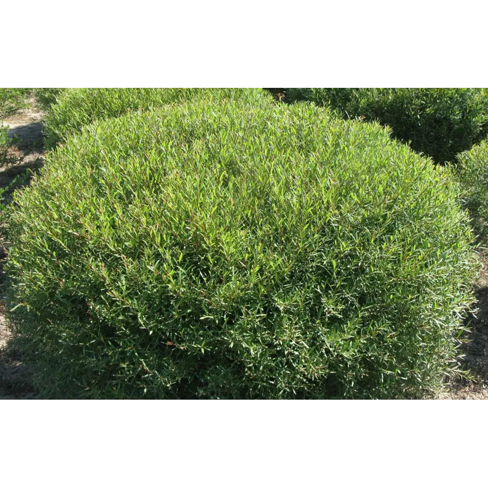 Фото 3 Ива пурпурная «Нана» h50 см в горшке Фото 3 Ива пурпурная «Нана» h50 см в горшке