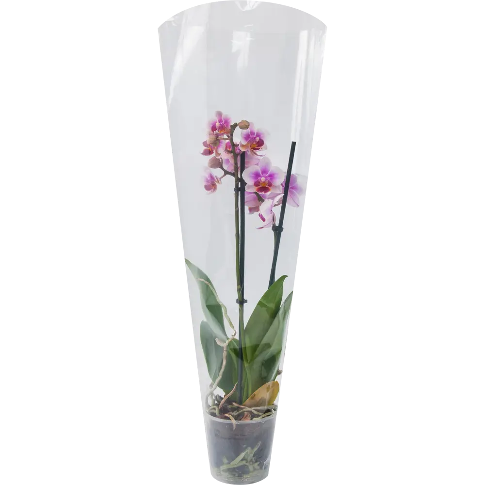 Фото 4 Орхидея Фаленопсис 1 стебель ø9 h40 см Цветочный альянс Фото 4 Орхидея Фаленопсис 1 стебель ø9 h40 см Цветочный альянс