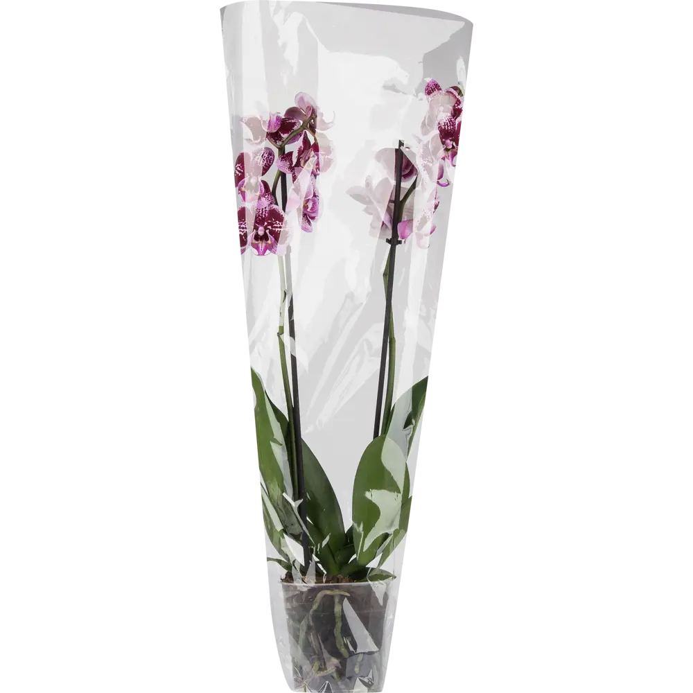 Фото 3 Орхидея Фаленопсис микс 2 стебля ø12 h50 см Фото 3 Орхидея Фаленопсис микс 2 стебля ø12 h50 см