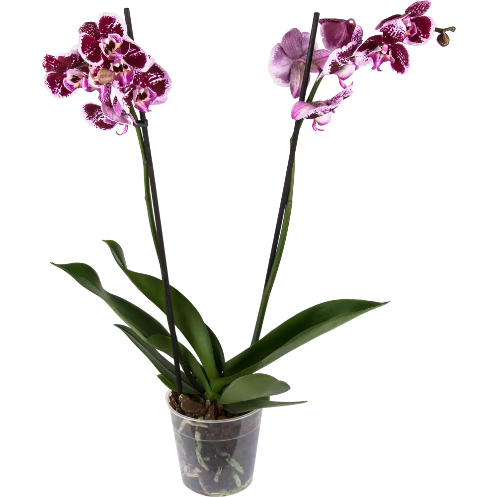 Фото Орхидея Фаленопсис микс 2 стебля ø12 h50 см Фото Орхидея Фаленопсис микс 2 стебля ø12 h50 см