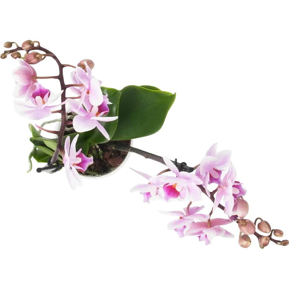 Фото 2 Орхидея Фаленопсис Супер экстра микс 2 стебля ø9 h40 см Фото 2 Орхидея Фаленопсис Супер экстра микс 2 стебля ø9 h40 см