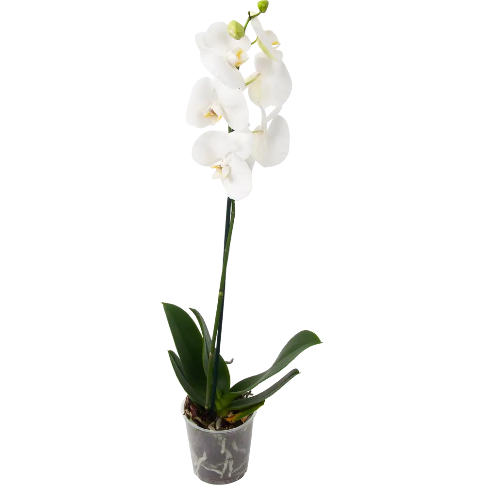 Фото Орхидея Фаленопсис 1 стебель ø12 h50 см Джей Эм Пи Флауэрс рус Фото Орхидея Фаленопсис 1 стебель ø12 h50 см Джей Эм Пи Флауэрс рус