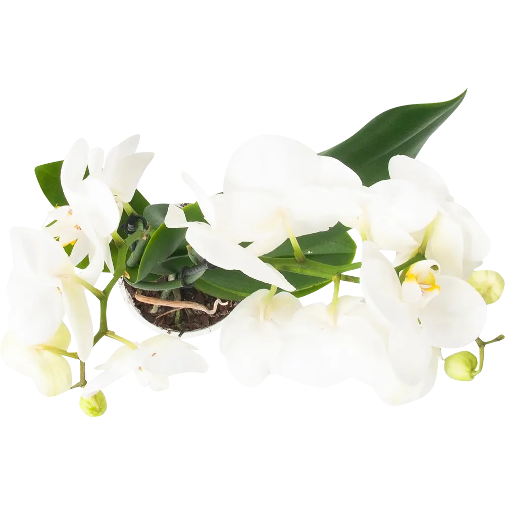 Фото 2 Орхидея Фаленопсис Стандарт микс 2 стебля ø12 h50 см Джей Эм Пи Флауэрс рус Фото 2 Орхидея Фаленопсис Стандарт микс 2 стебля ø12 h50 см Джей Эм Пи Флауэрс рус