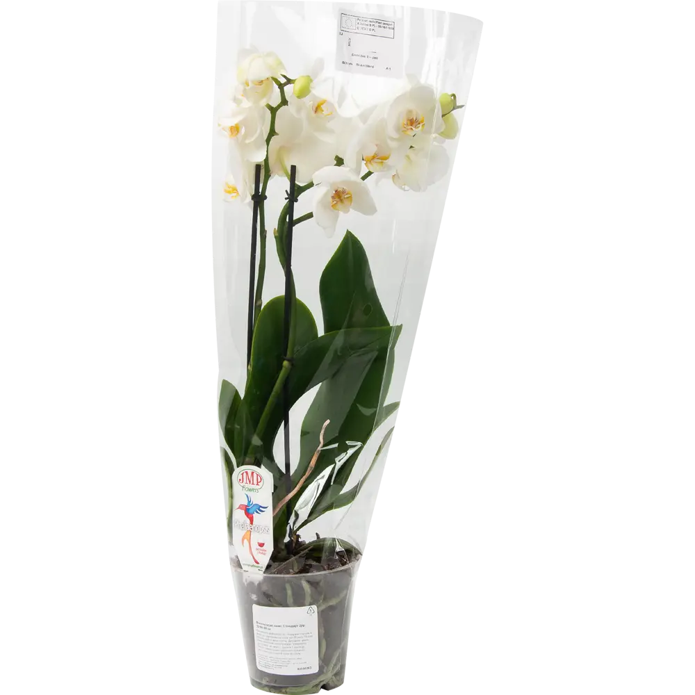 Фото 4 Орхидея Фаленопсис Стандарт микс 2 стебля ø12 h50 см Джей Эм Пи Флауэрс рус Фото 4 Орхидея Фаленопсис Стандарт микс 2 стебля ø12 h50 см Джей Эм Пи Флауэрс рус