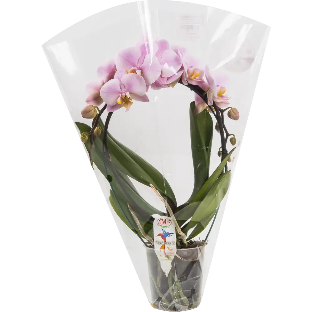 Фото 3 Орхидея Фаленопсис Экстра микс каскад 2 стебля ø12 h40 см Фото 3 Орхидея Фаленопсис Экстра микс каскад 2 стебля ø12 h40 см