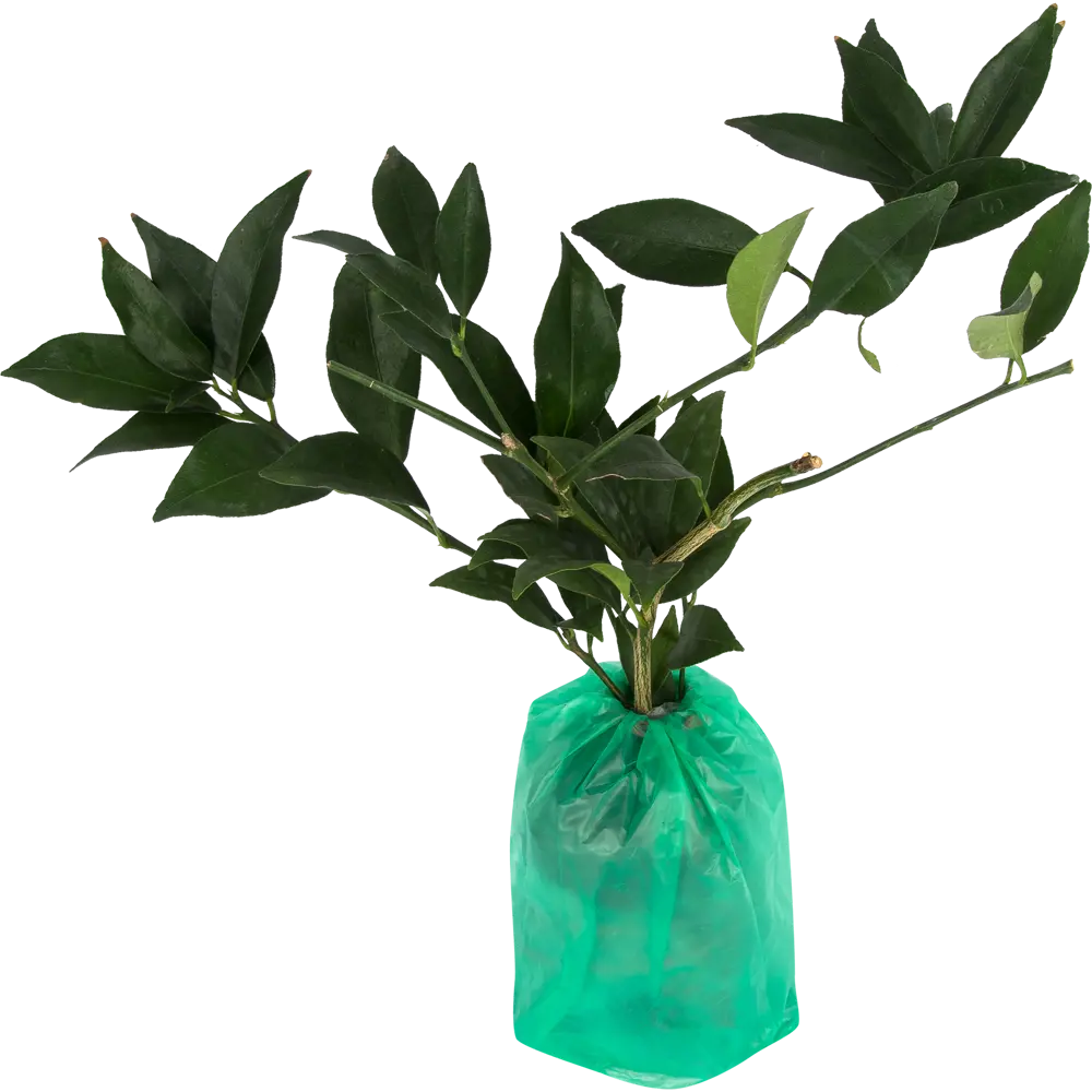 Фото 2 Цитрус Кумкват Малайский в тубе Поиск Инвест Фото 2 Цитрус Кумкват Малайский в тубе Поиск Инвест