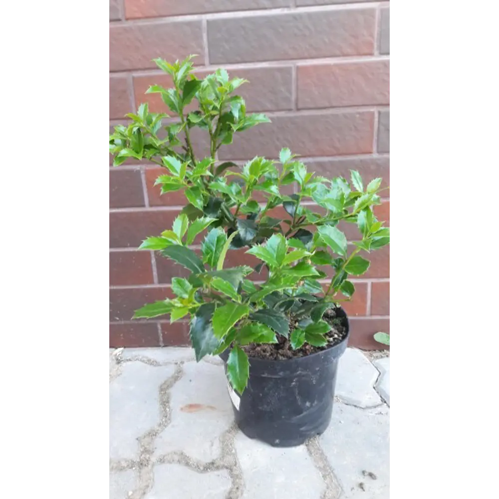 Фото Падуб Мезерва «Хекенстар» 13x5 см