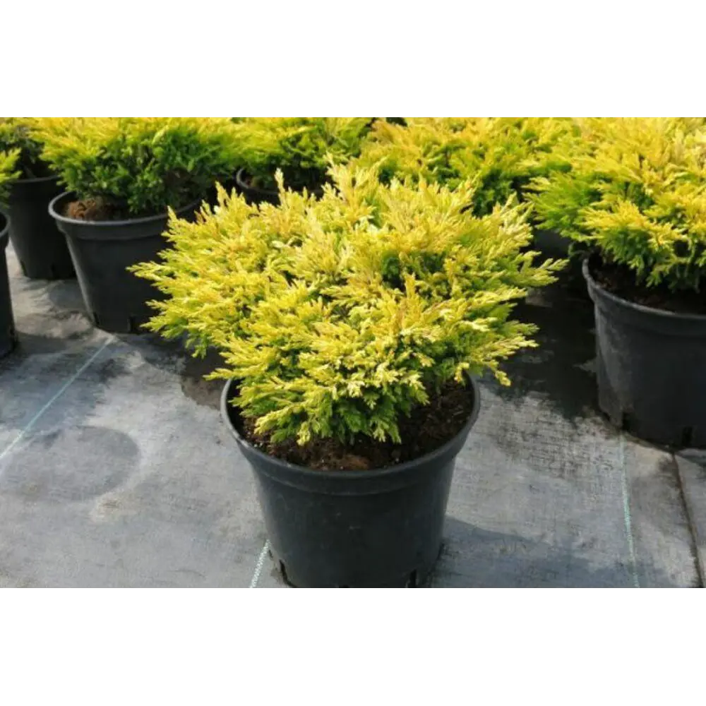 Фото 3 Можжевельник «Лайм Глоу» 17x40 см Фото 3 Можжевельник «Лайм Глоу» 17x40 см