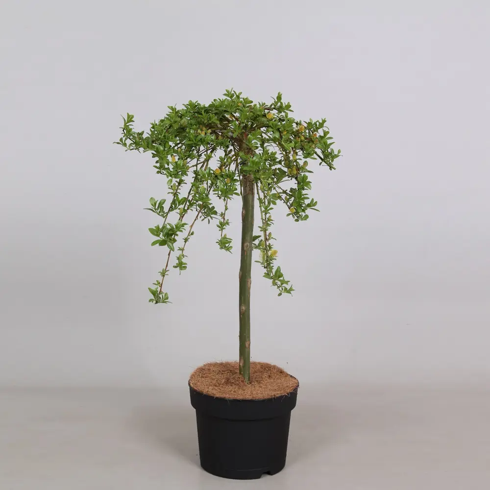 Фото Ива штамбовая «Симулятрикс» 17x30 см Фото Ива штамбовая «Симулятрикс» 17x30 см