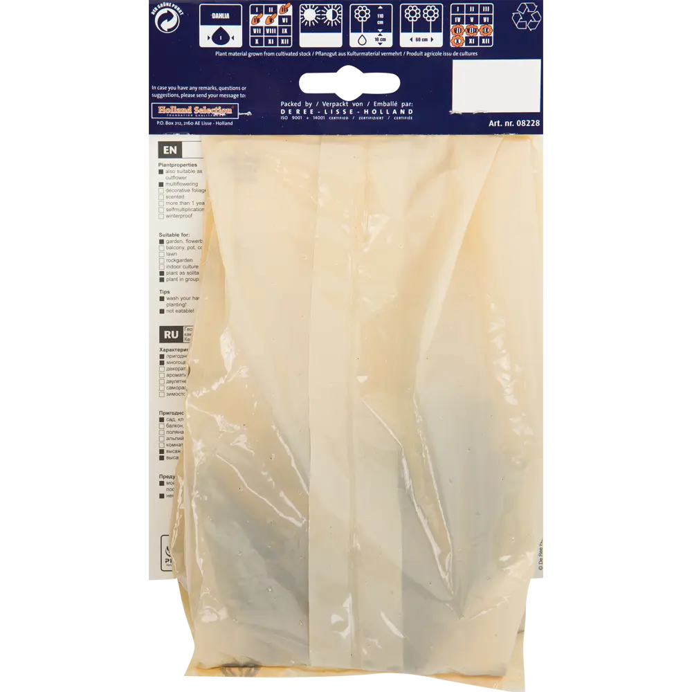 Фото 2 Георгина кактусовая «Кеннермерленд» Фото 2 Георгина кактусовая «Кеннермерленд»