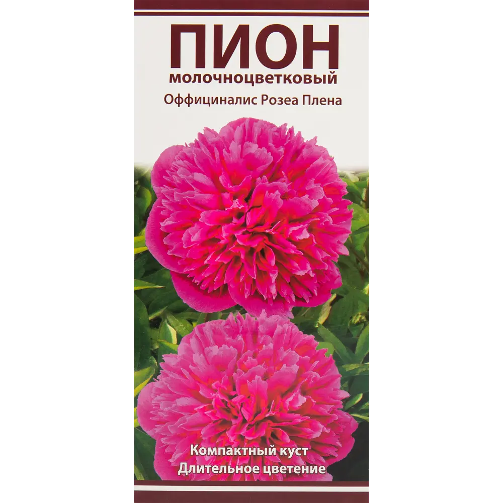 Фото Пионы травян Оффициналис Розеа Плена Фото Пионы травян Оффициналис Розеа Плена
