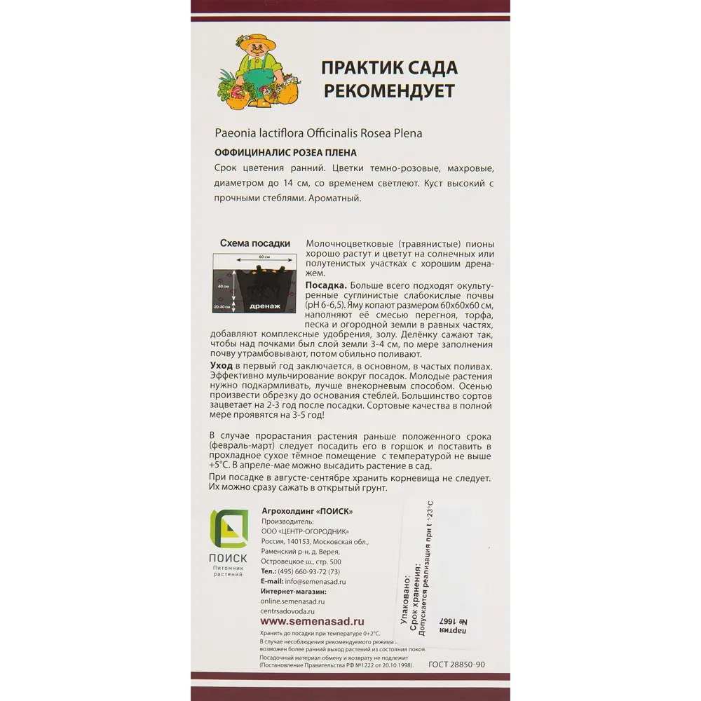 Фото 2 Пионы травян Оффициналис Розеа Плена Фото 2 Пионы травян Оффициналис Розеа Плена