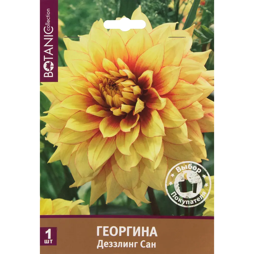 Фото Георгина декоративная «Деззлинг Сан» Фото Георгина декоративная «Деззлинг Сан»
