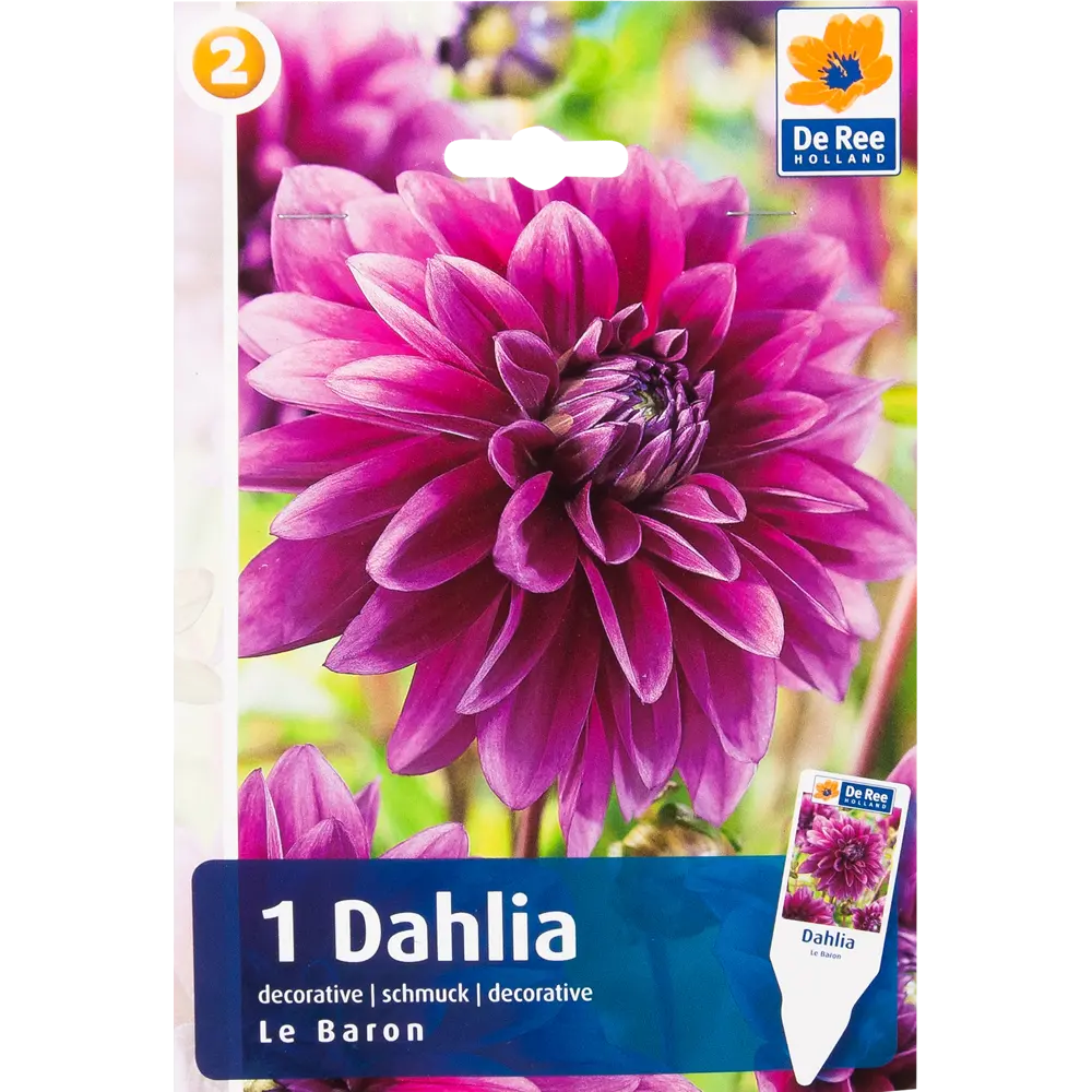 Фото Георгина декоративная «Ле Барон» Фото Георгина декоративная «Ле Барон»