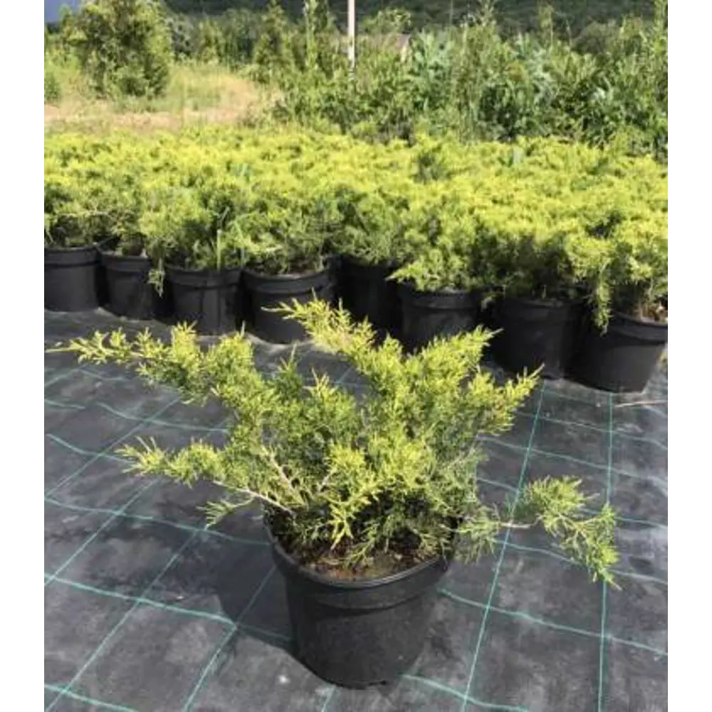 Фото Можжевельник средний «Олд Голд» 17x20 см Фото Можжевельник средний «Олд Голд» 17x20 см