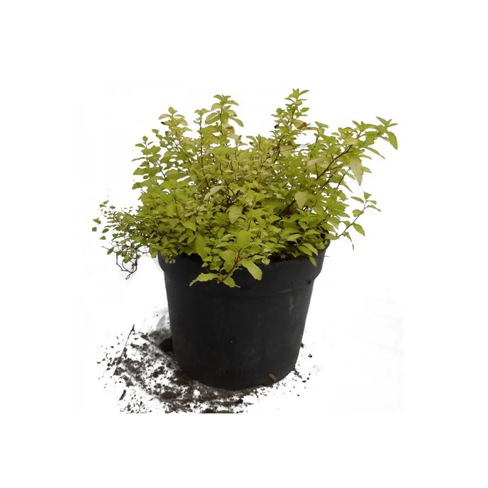 Фото Спирея японская «Голден Принцесс» 17x30 см Фото Спирея японская «Голден Принцесс» 17x30 см