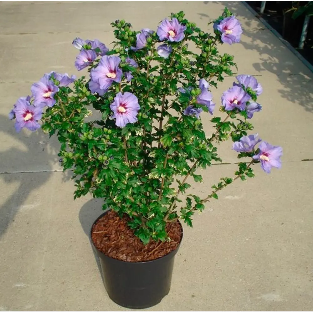 Фото Гибискус сирийский микс 19x20 см Фото Гибискус сирийский микс 19x20 см