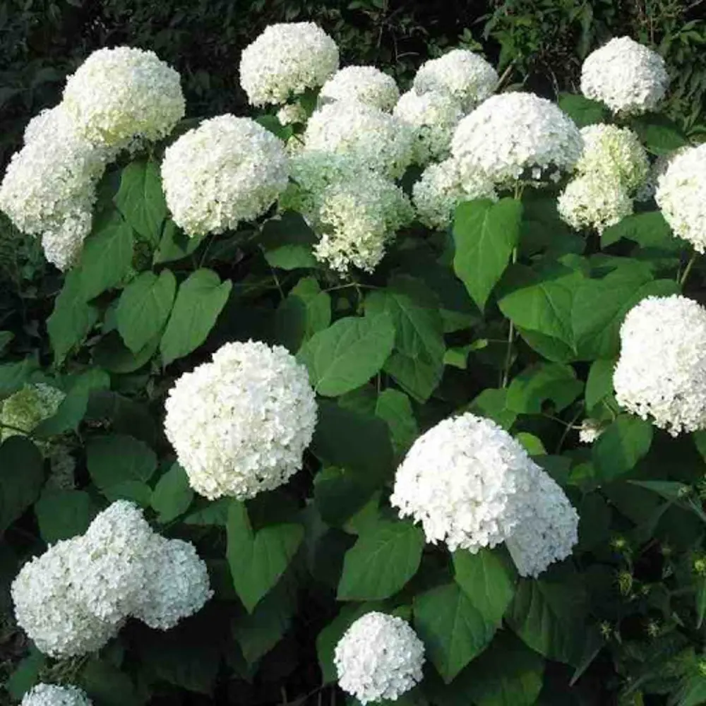 Фото Гортензия древовидная «Аннабелль» 19x20 см Фото Гортензия древовидная «Аннабелль» 19x20 см