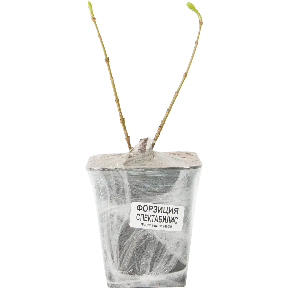 Фото 2 Форзиция Спектабилис в тубе Кутепово