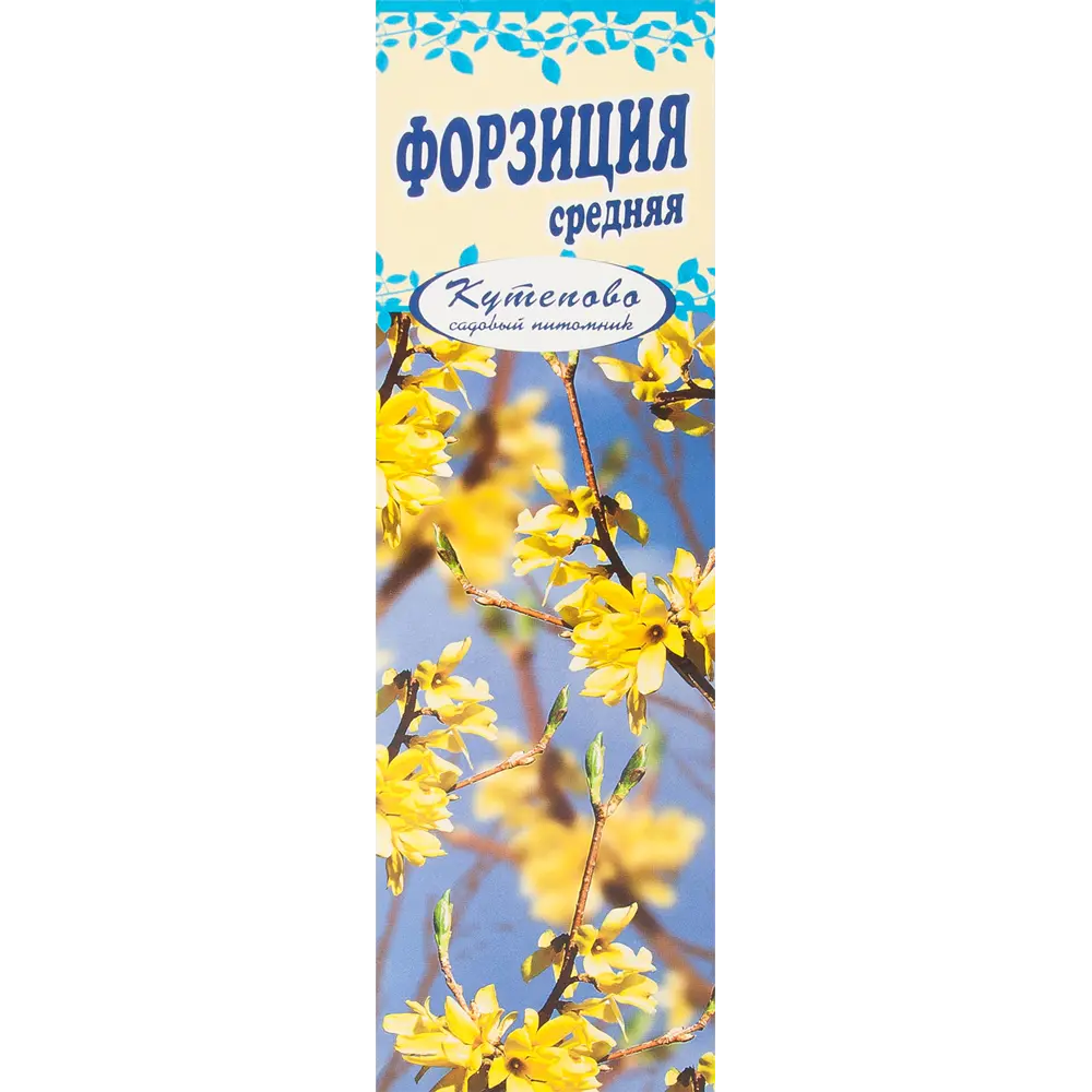 Фото Форзиция Спектабилис в тубе Кутепово