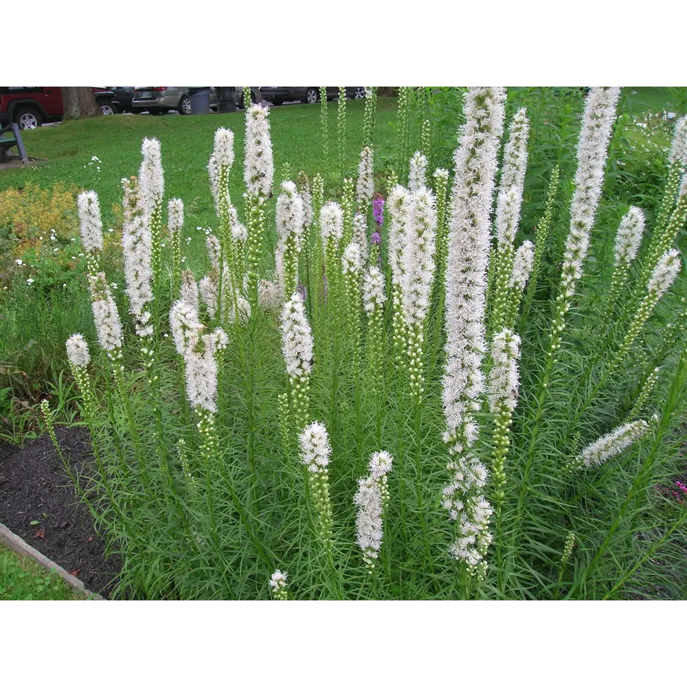 Фото 3 Лиатрис колосковый «Флористан Вайс» 14x40 см Фото 3 Лиатрис колосковый «Флористан Вайс» 14x40 см