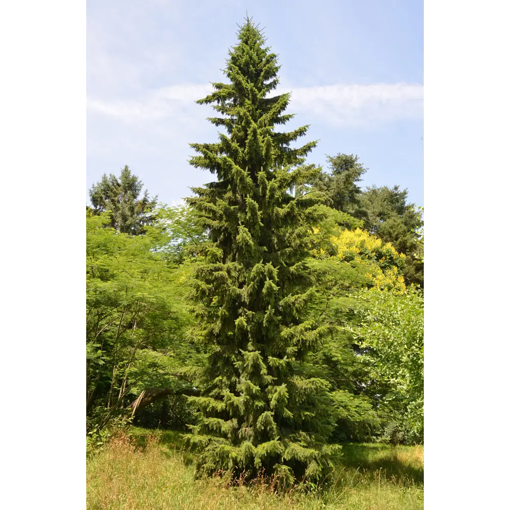 Фото 3 Ель сербская «Оморика» 15x40-60 см Фото 3 Ель сербская «Оморика» 15x40-60 см