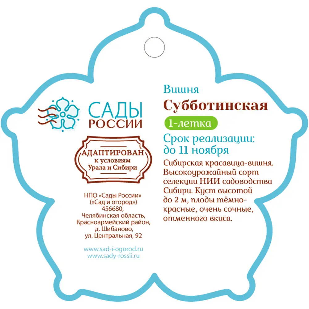 Фото 2 Вишня «Субботинская» 1 год 12.5x30-50 см Фото 2 Вишня «Субботинская» 1 год 12.5x30-50 см