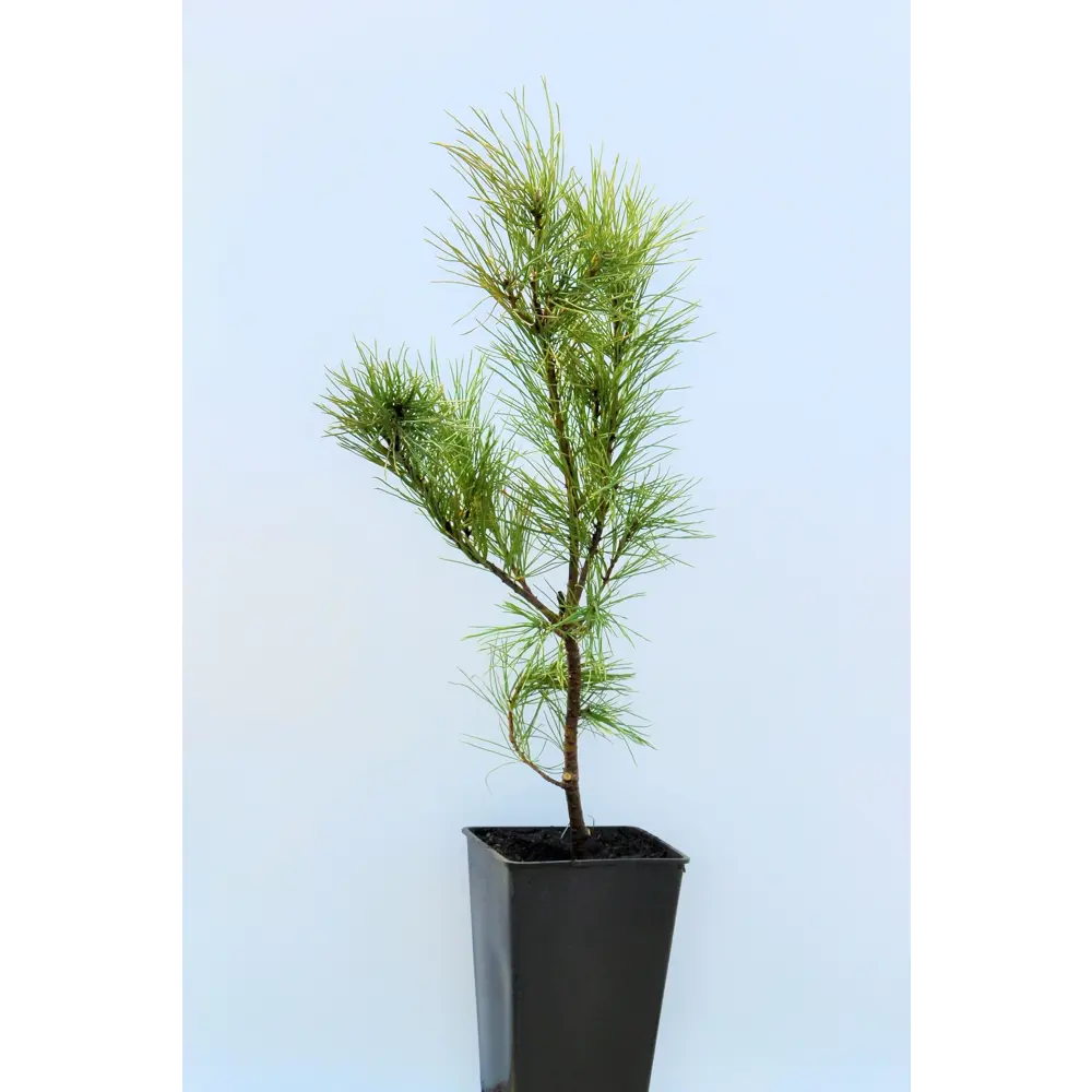 Фото Кедр 5-летний 12.5x50 см Фото Кедр 5-летний 12.5x50 см