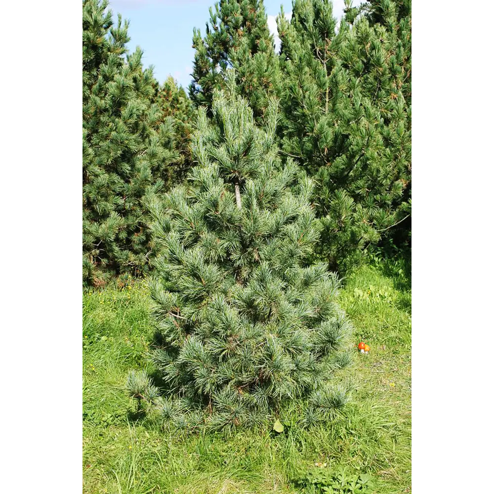 Фото 2 Кедр 5-летний 12.5x50 см Фото 2 Кедр 5-летний 12.5x50 см