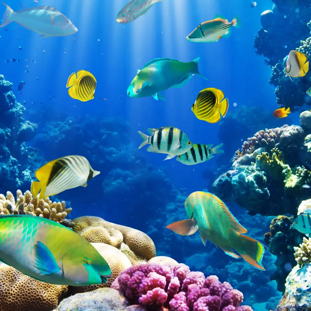 Фото Фотообои «Рыбки» флизелиновые 200x200 см 3005