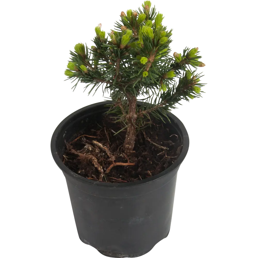 Фото Ель канадская «Коника» 10x15 см Фото Ель канадская «Коника» 10x15 см