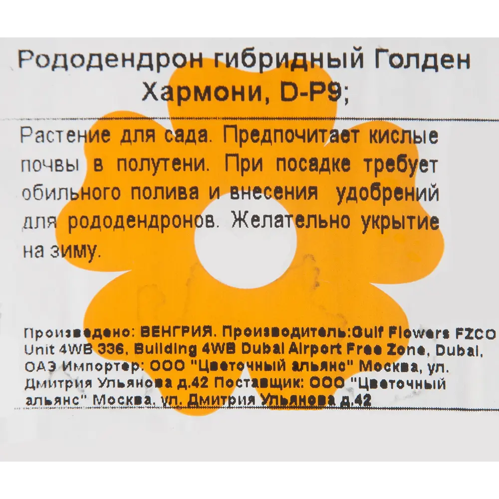 Фото 2 Рододендрон гибридный «Голден Хармони» 9x20 см Фото 2 Рододендрон гибридный «Голден Хармони» 9x20 см