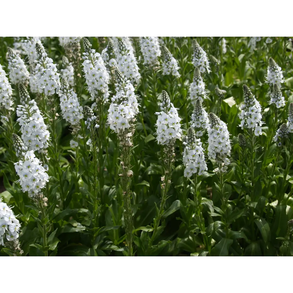 Фото Вероника горечавковая «Палида» P9 Фото Вероника горечавковая «Палида» P9