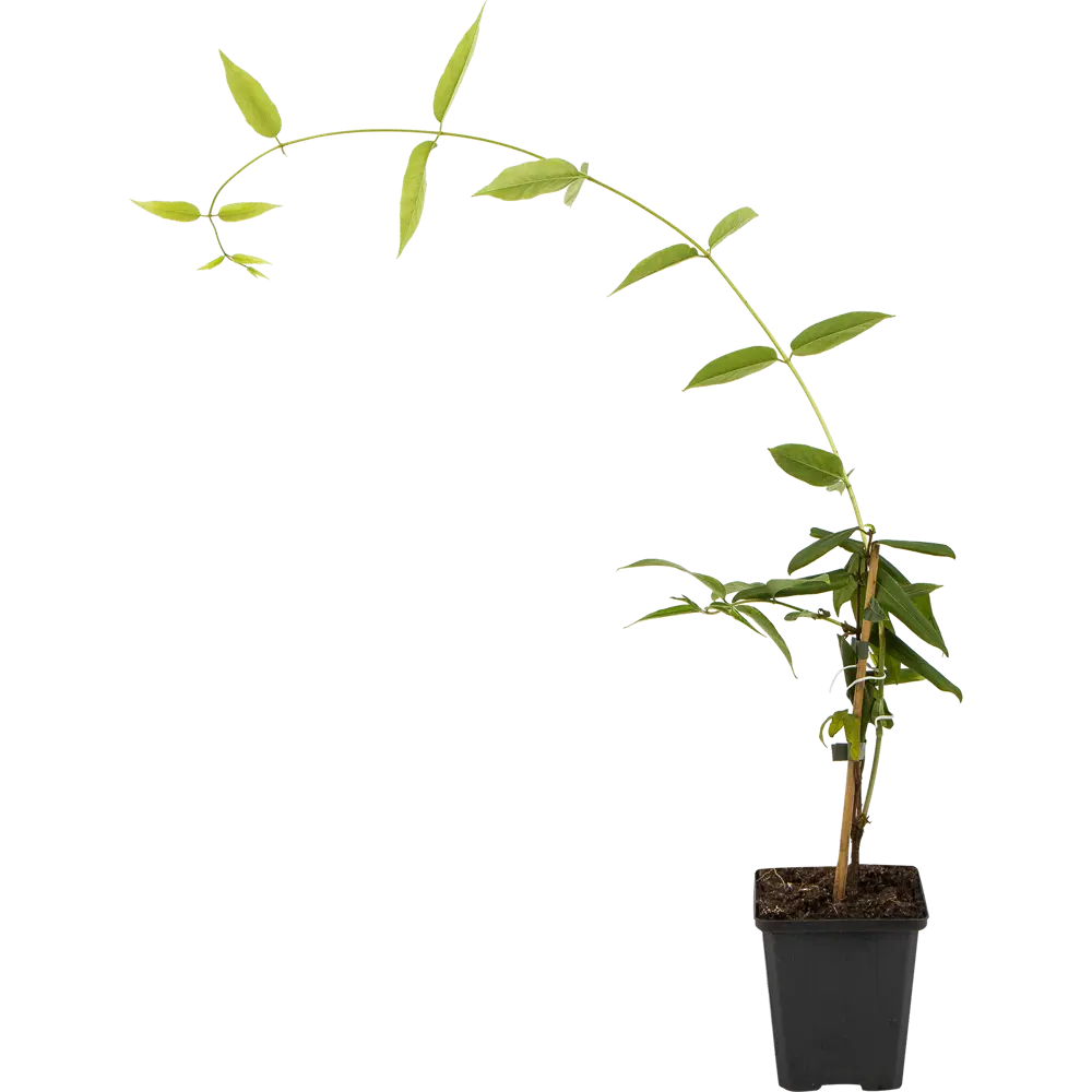 Фото Вьющиеся микс 9x30 см