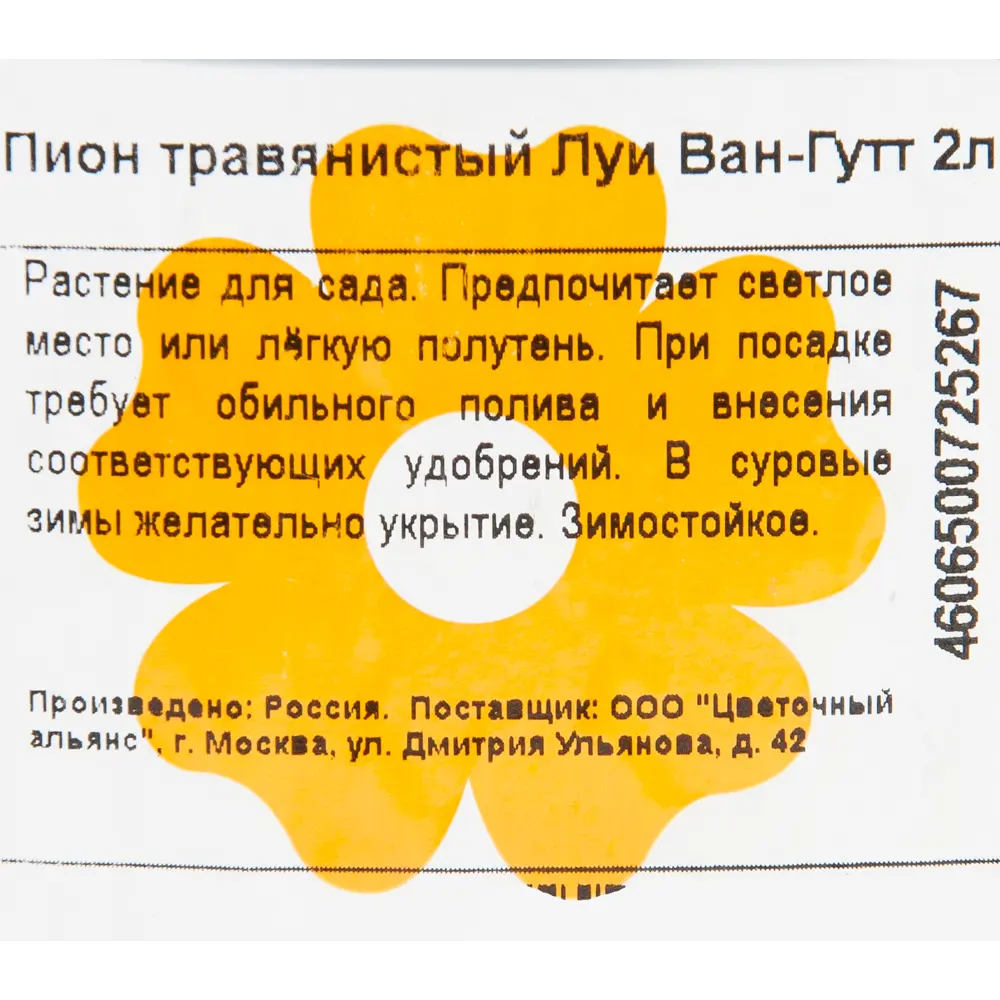Фото 2 Пион травянистый «Луи Ван-Гутт» 12x15 см Фото 2 Пион травянистый «Луи Ван-Гутт» 12x15 см