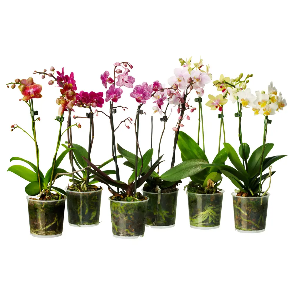 Фото Орхидея Фаленопсис 2 стебля ø12 h70 - 80 см Фото Орхидея Фаленопсис 2 стебля ø12 h70 - 80 см