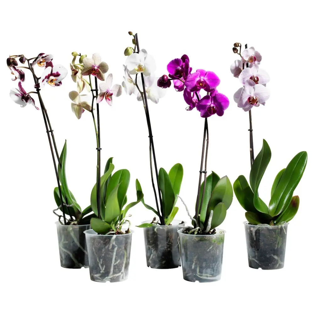 Фото Орхидея Фаленопсис 1 стебель ø12 h60 - 70 см Фото Орхидея Фаленопсис 1 стебель ø12 h60 - 70 см