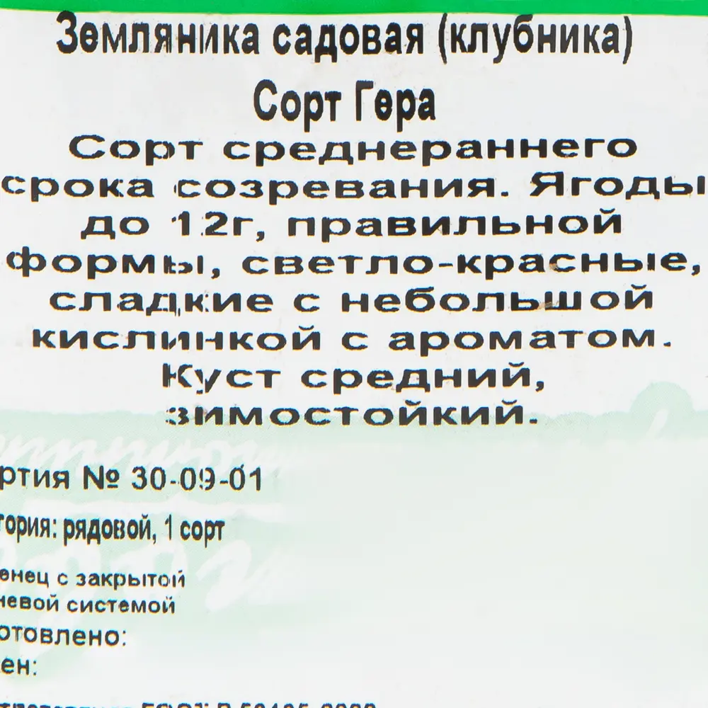 Фото 3 Земляника садовая «Гера Р9» (клубника) Фото 3 Земляника садовая «Гера Р9» (клубника)