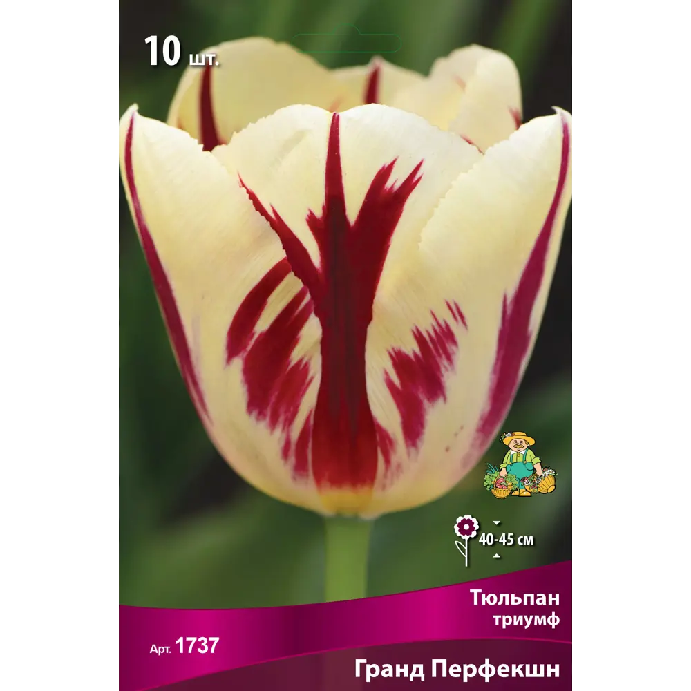 Фото Тюльпан Триумф «Гранд Перфекшн в» размер луковицы 11/12, 10 шт. Фото Тюльпан Триумф «Гранд Перфекшн в» размер луковицы 11/12, 10 шт.