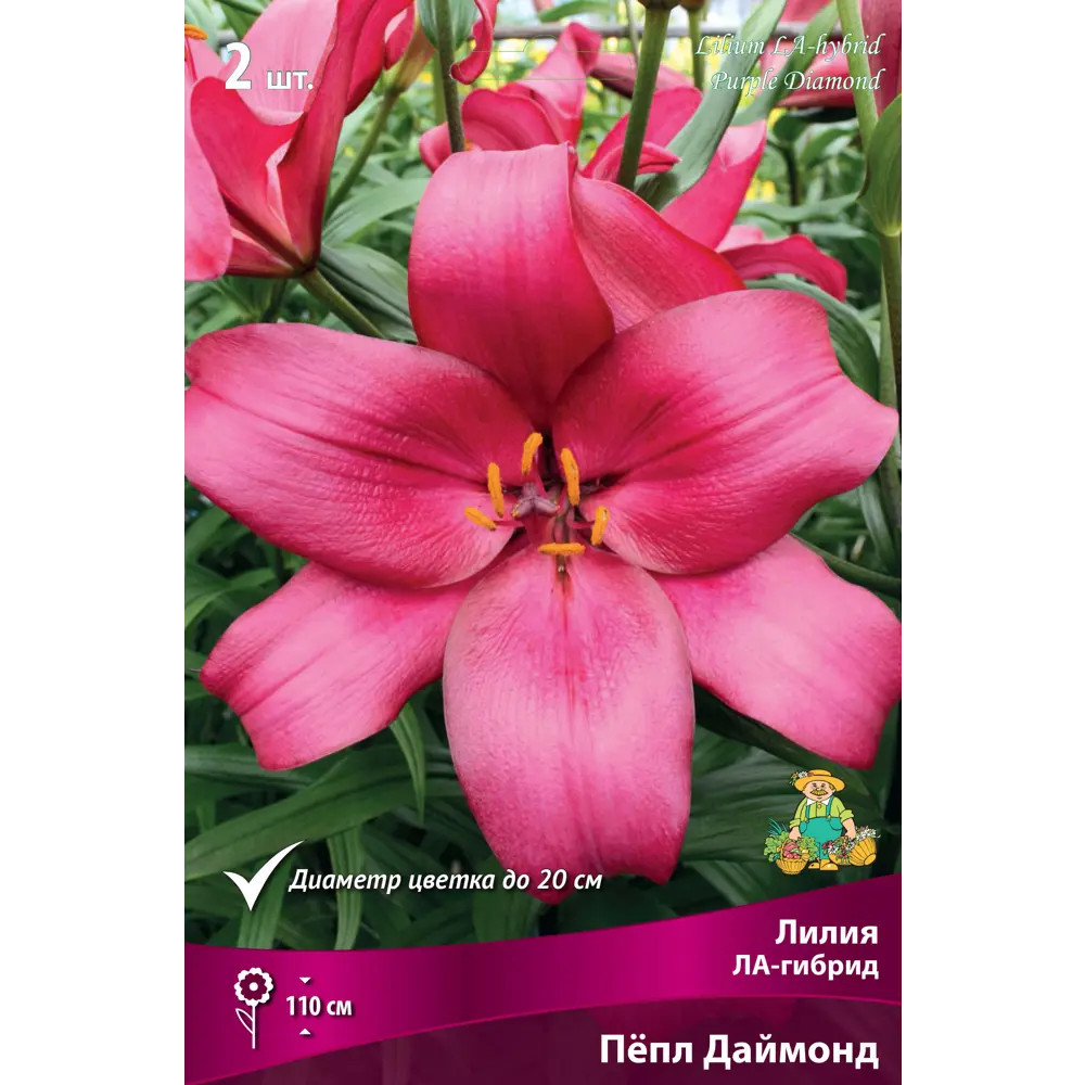Фото Лилия ЛА-гибрид «Пёпл Даймонд» размер луковицы 14/16 Фото Лилия ЛА-гибрид «Пёпл Даймонд» размер луковицы 14/16