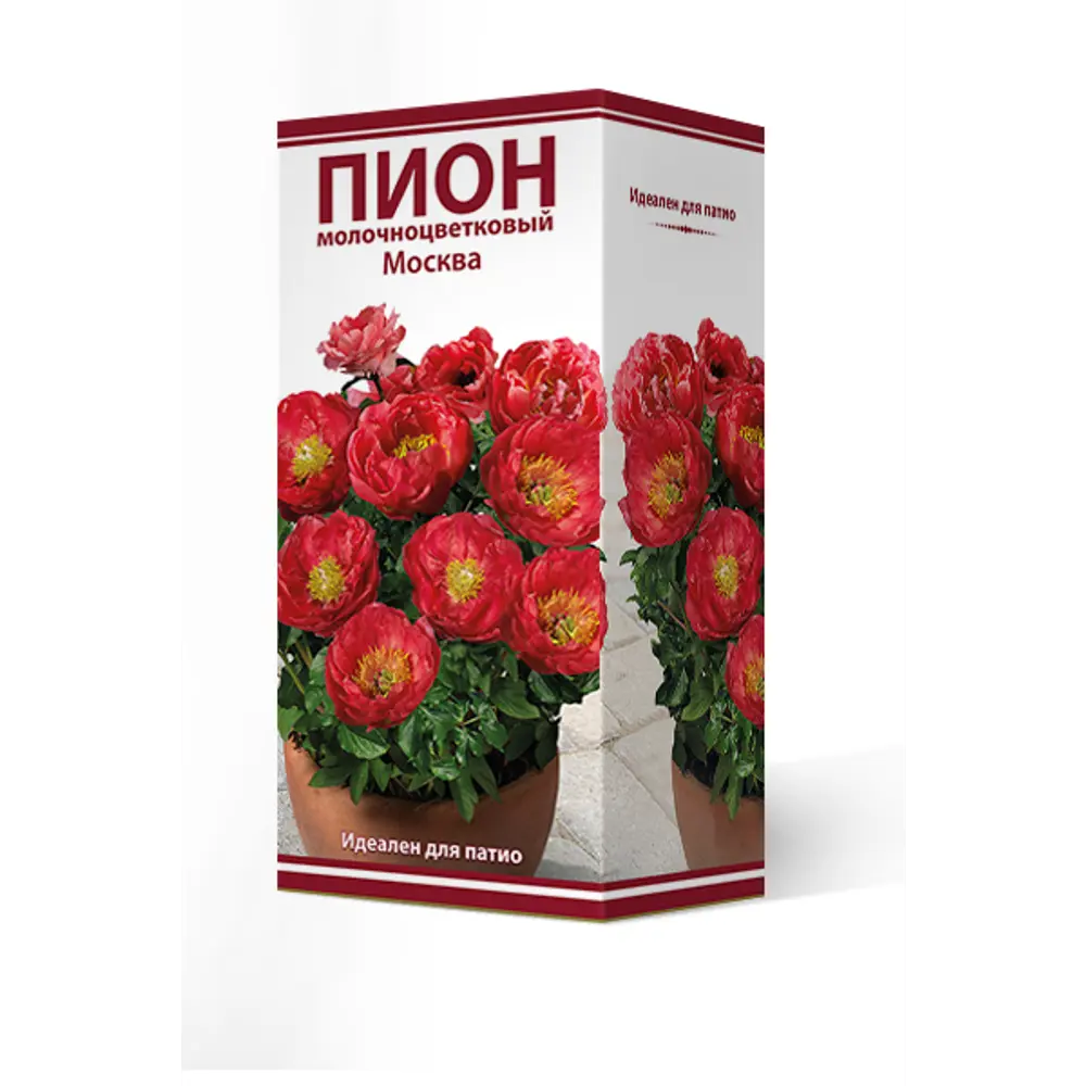 Фото Пион молочноцветковый травянистый «Москва для Патио в» разбор 2-3 Фото Пион молочноцветковый травянистый «Москва для Патио в» разбор 2-3
