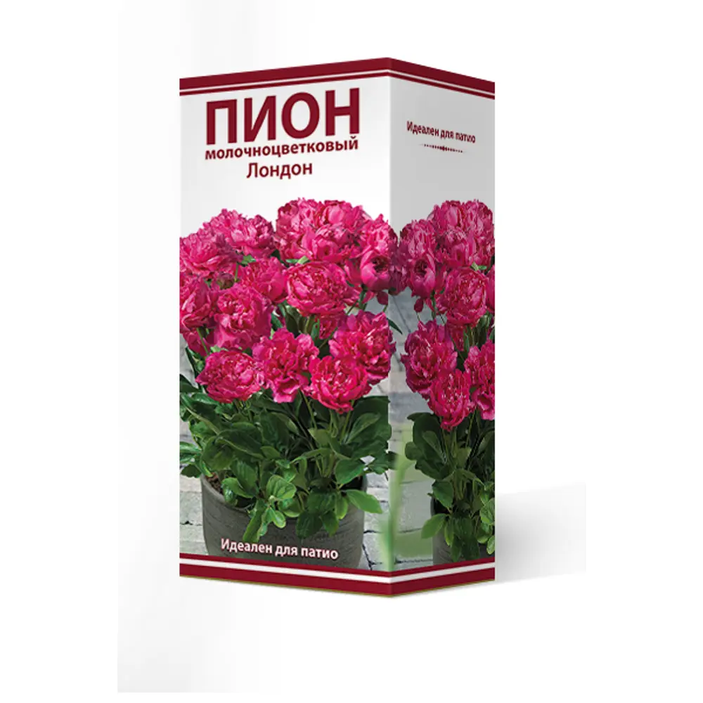 Фото Пион молочноцветковый травянистый «Лондон для Патио» разбор 2-3 Фото Пион молочноцветковый травянистый «Лондон для Патио» разбор 2-3