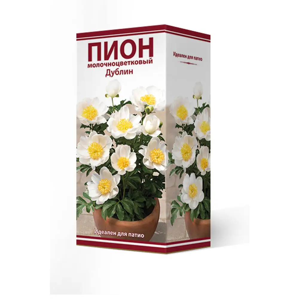 Фото Пион молочноцветковый травянистый «Дублин для Патио» разбор 2-3 Фото Пион молочноцветковый травянистый «Дублин для Патио» разбор 2-3