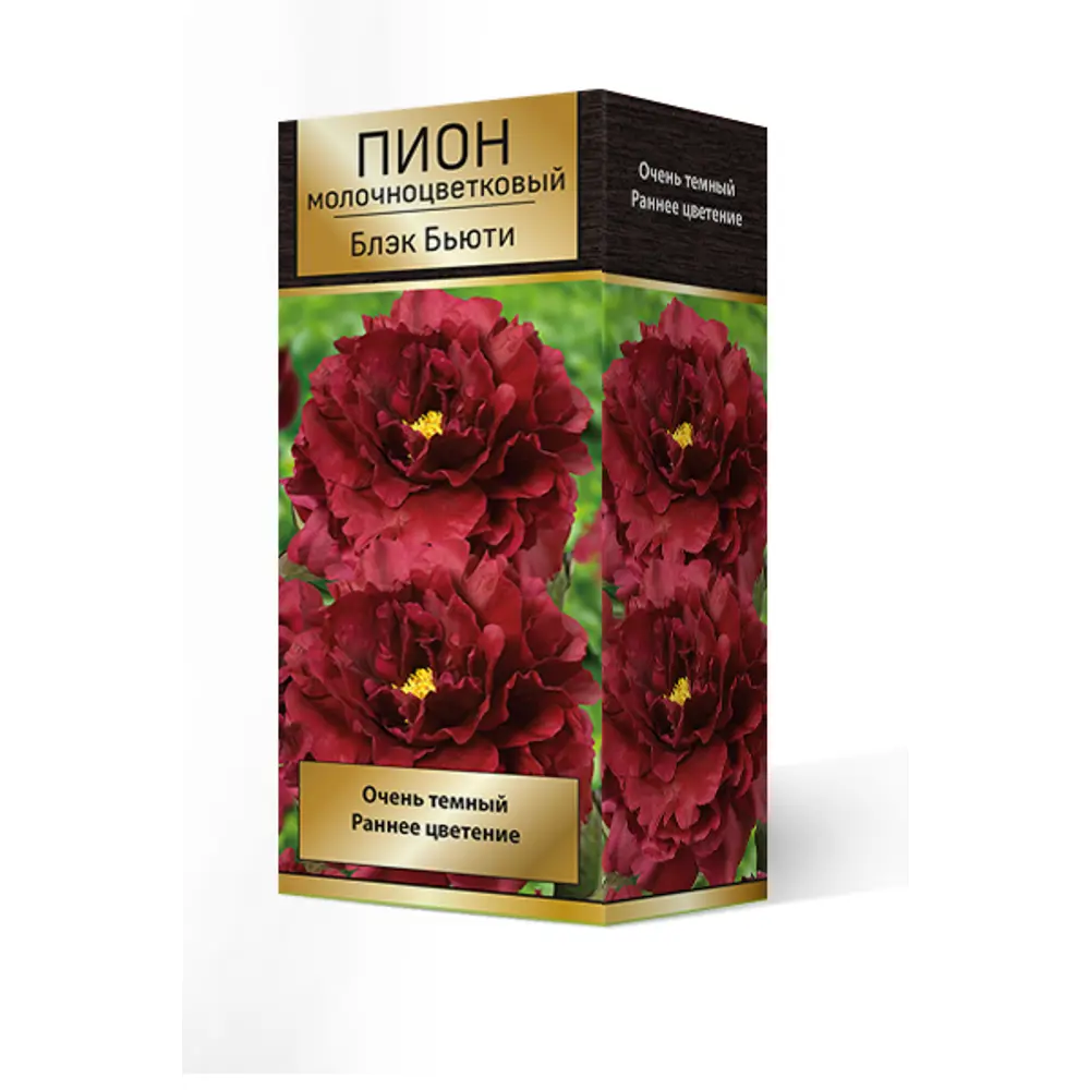 Фото Пион молочноцветковый травянистый «Блэк Бьюти» разбор 2-3 Фото Пион молочноцветковый травянистый «Блэк Бьюти» разбор 2-3