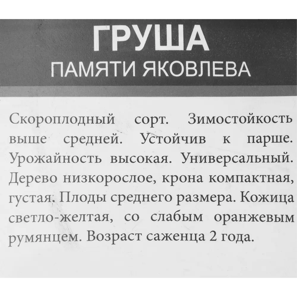 Фото 3 Груша «Памяти Яковлева» Фото 3 Груша «Памяти Яковлева»