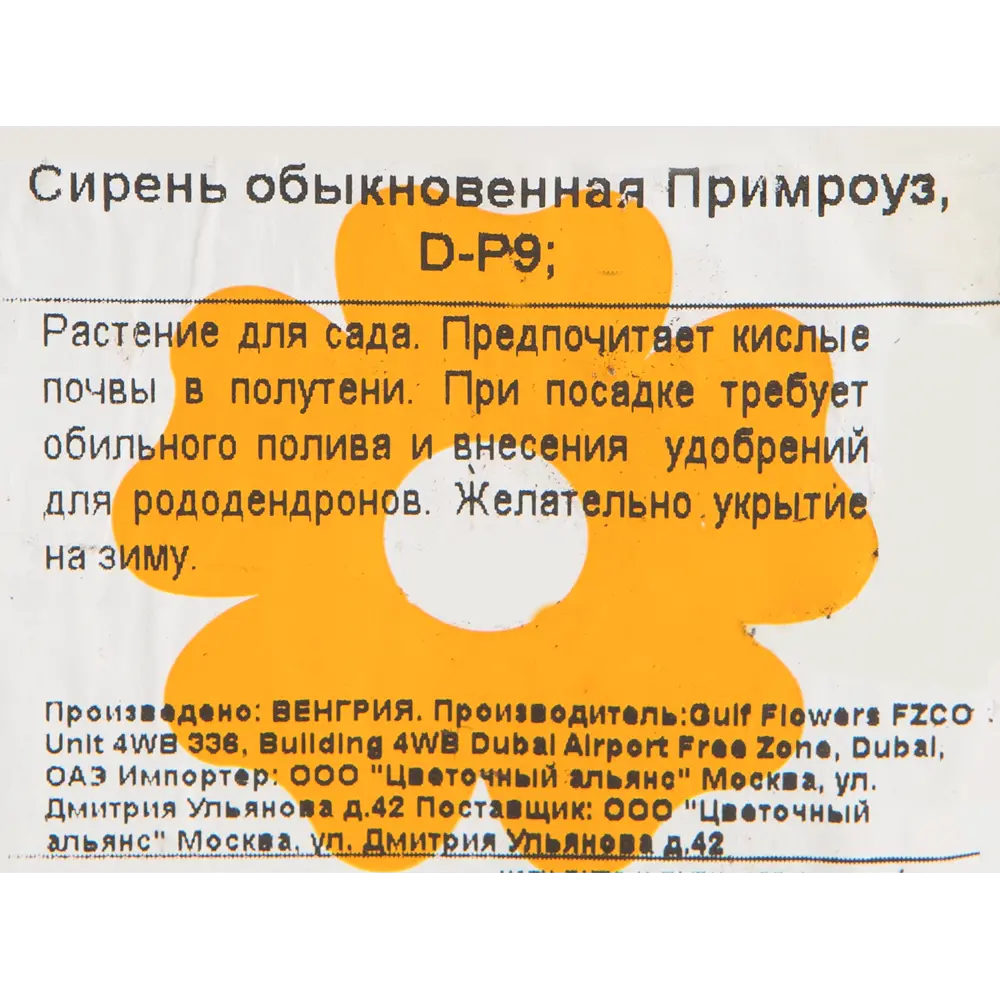 Фото 2 Сирень обыкновенная «Примроуз» 9x20 см Фото 2 Сирень обыкновенная «Примроуз» 9x20 см