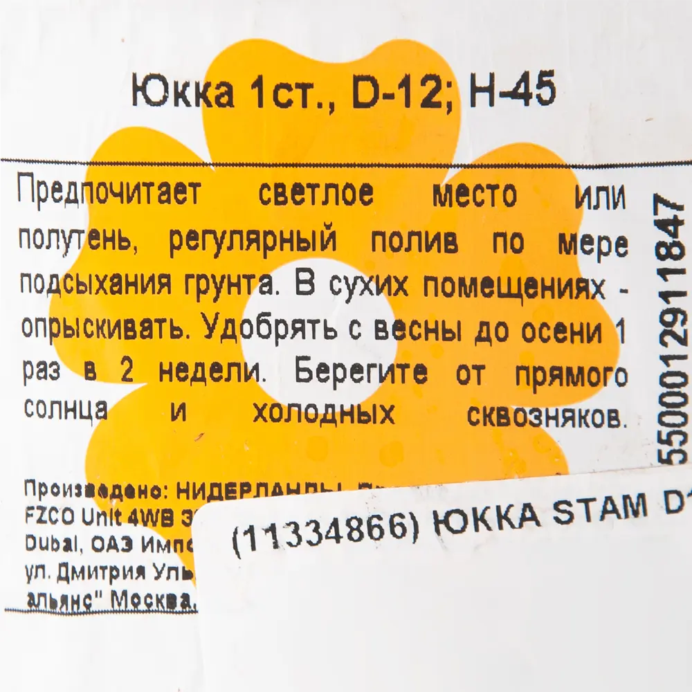 Фото 3 Юкка Stam 12х50 см Фото 3 Юкка Stam 12х50 см